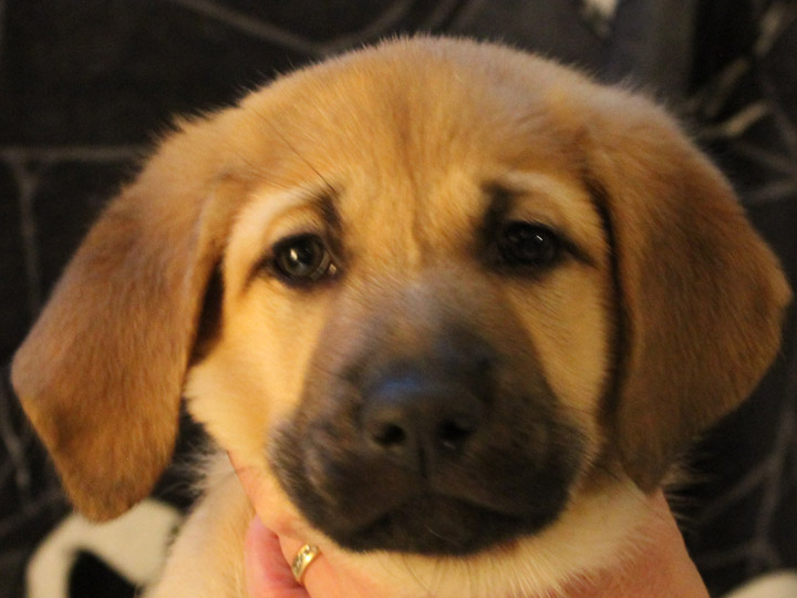 chinook puppy